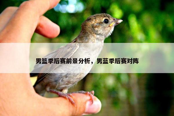 男篮季后赛前景分析，男蓝季后赛对阵