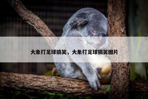 大象打足球搞笑，大象打足球搞笑图片
