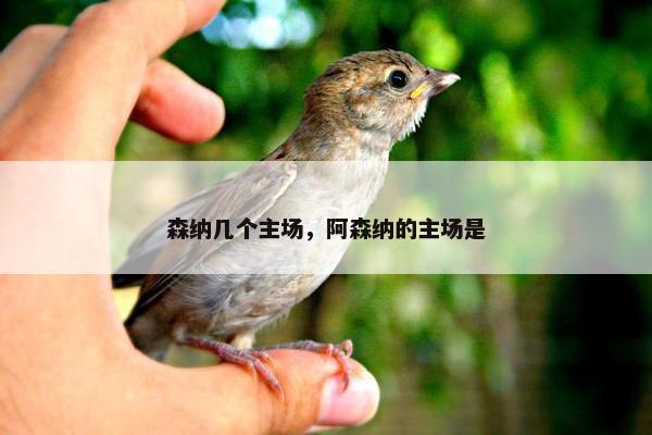 森纳几个主场，阿森纳的主场是